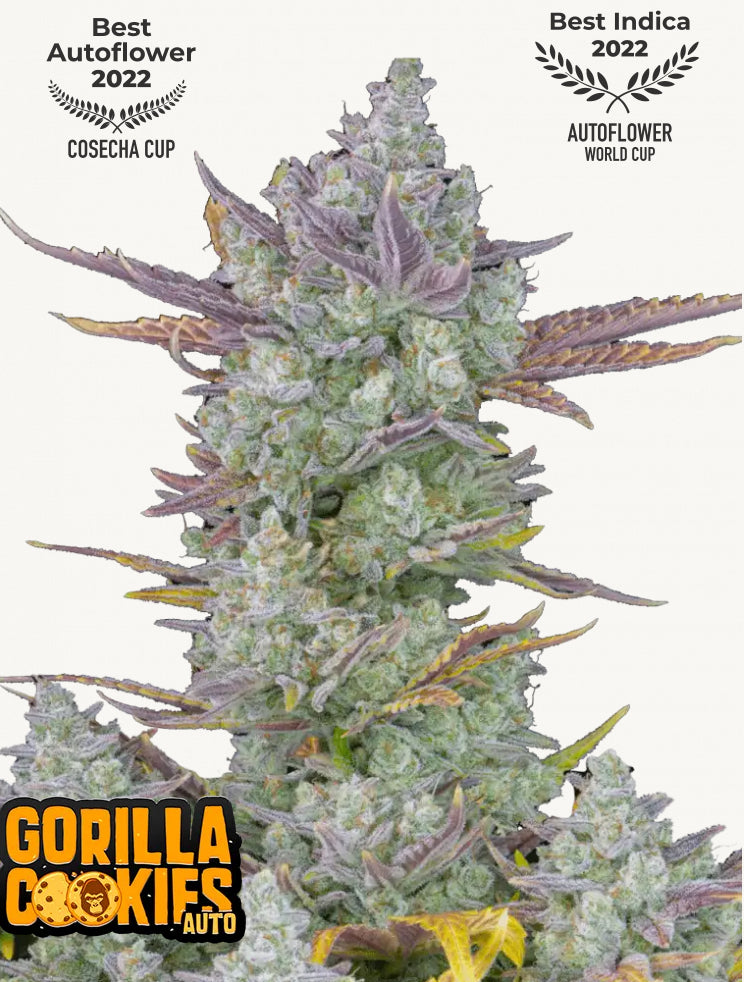 Fastbuds Cherry Cola Auto