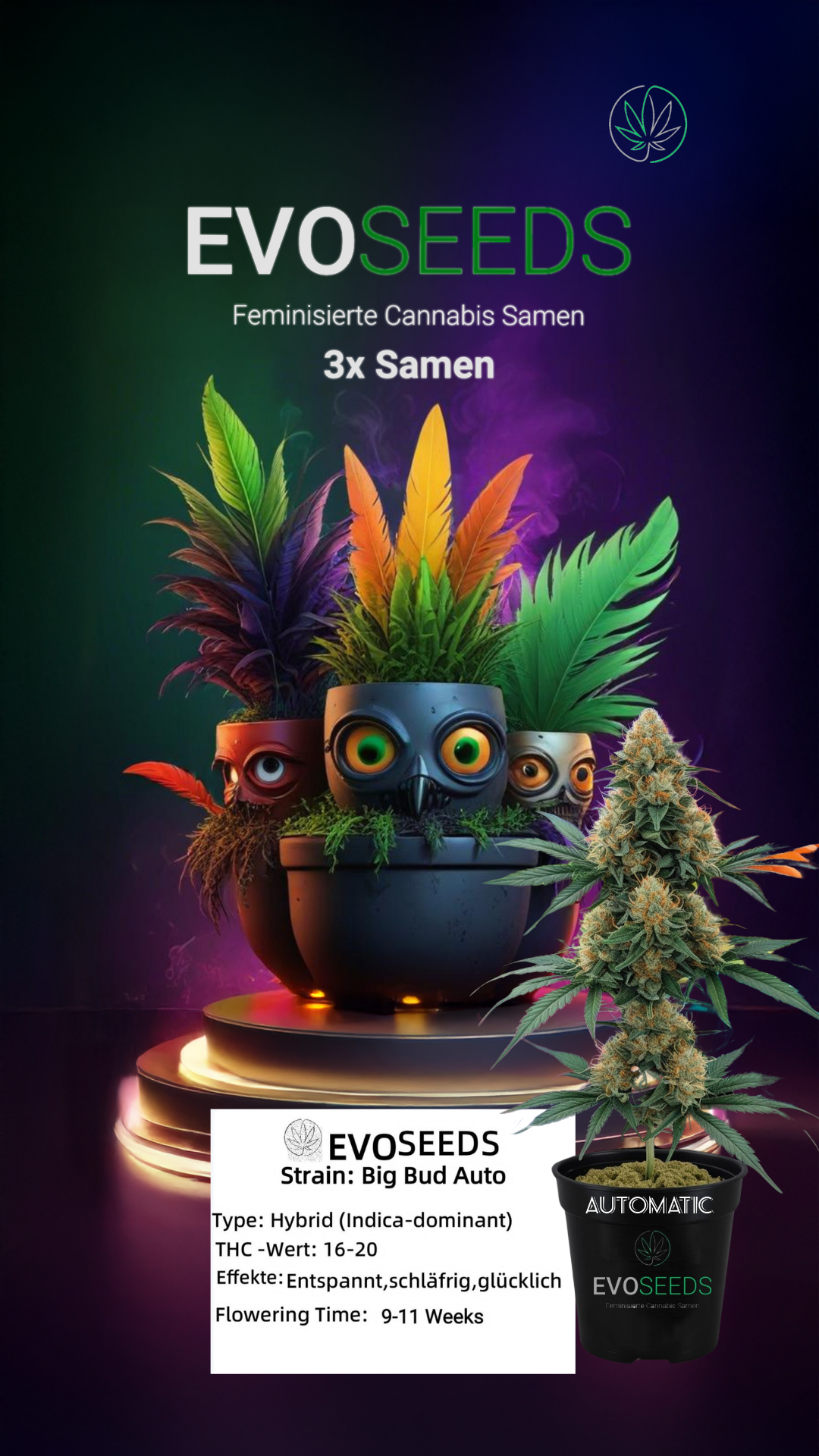 3 x Evo Seeds Big Bud Auto