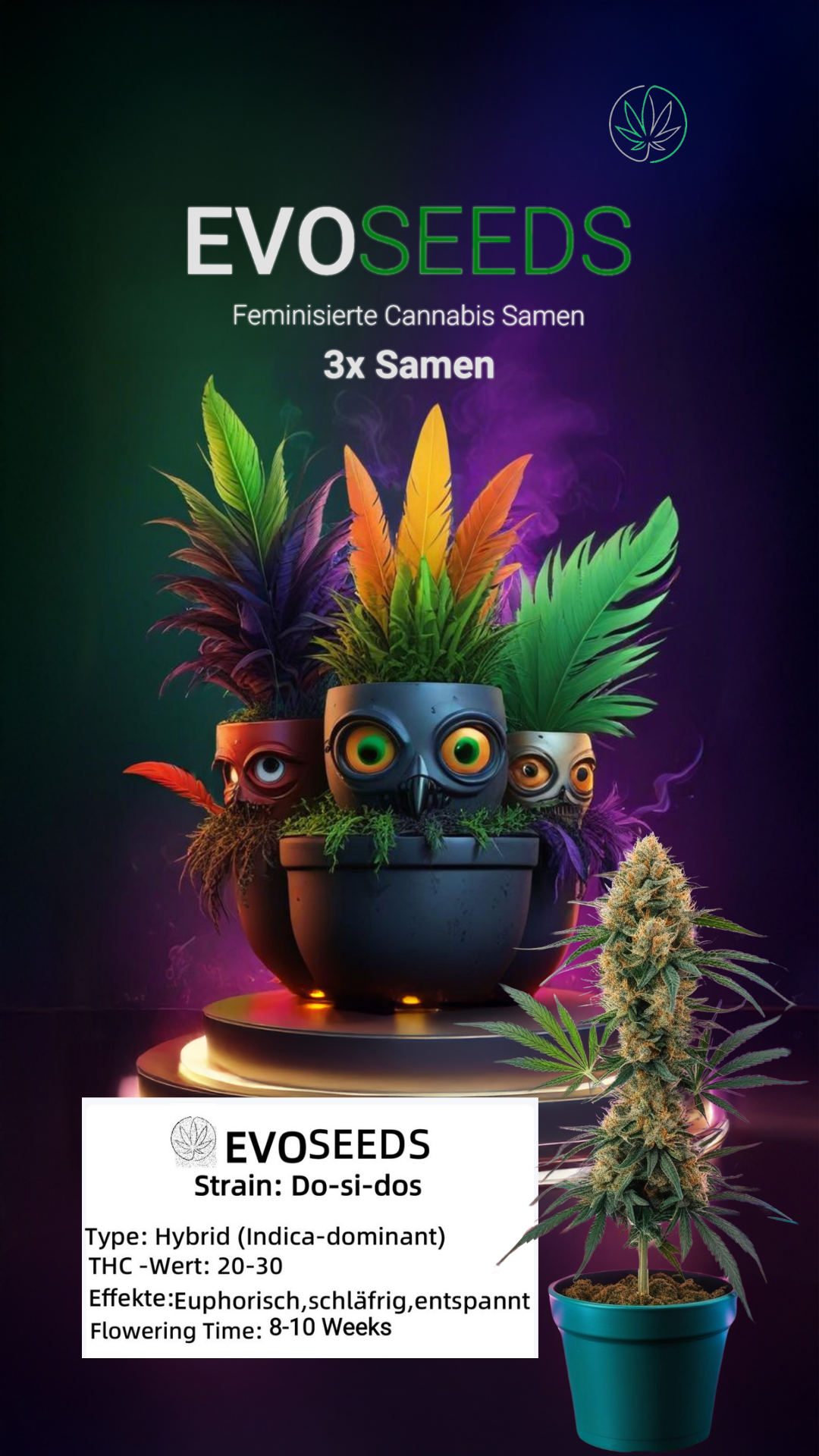 3 x Evo Seeds Do si dos