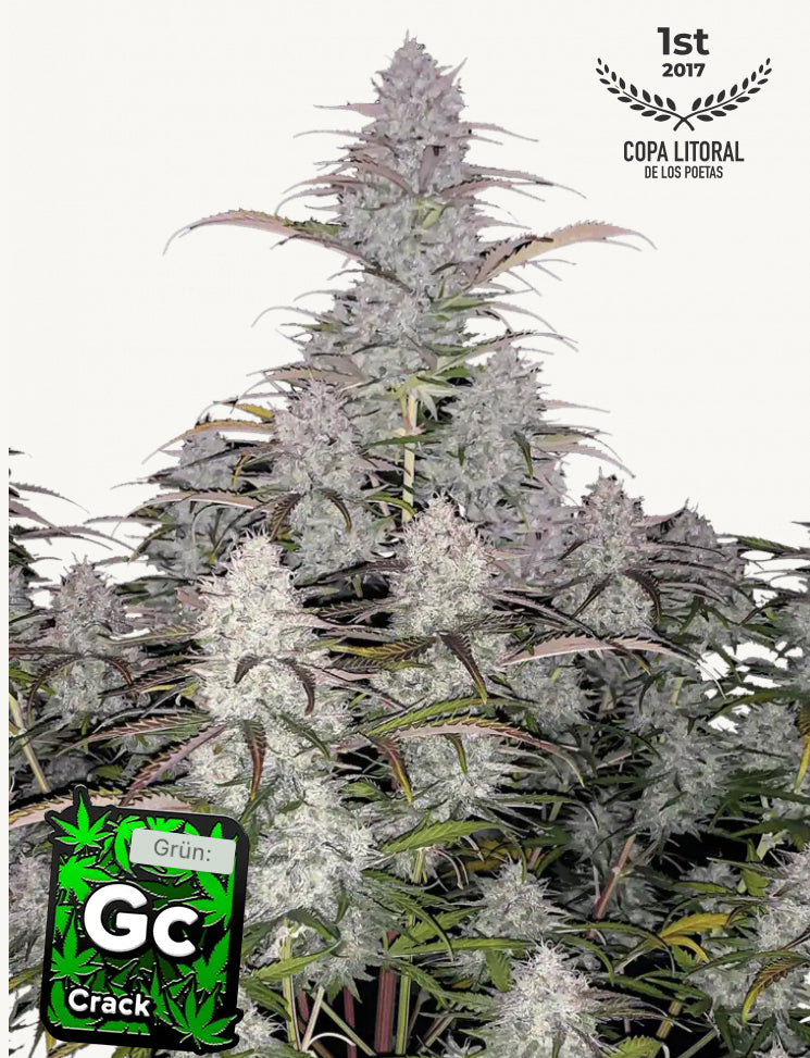 Fastbuds Green Crack Auto