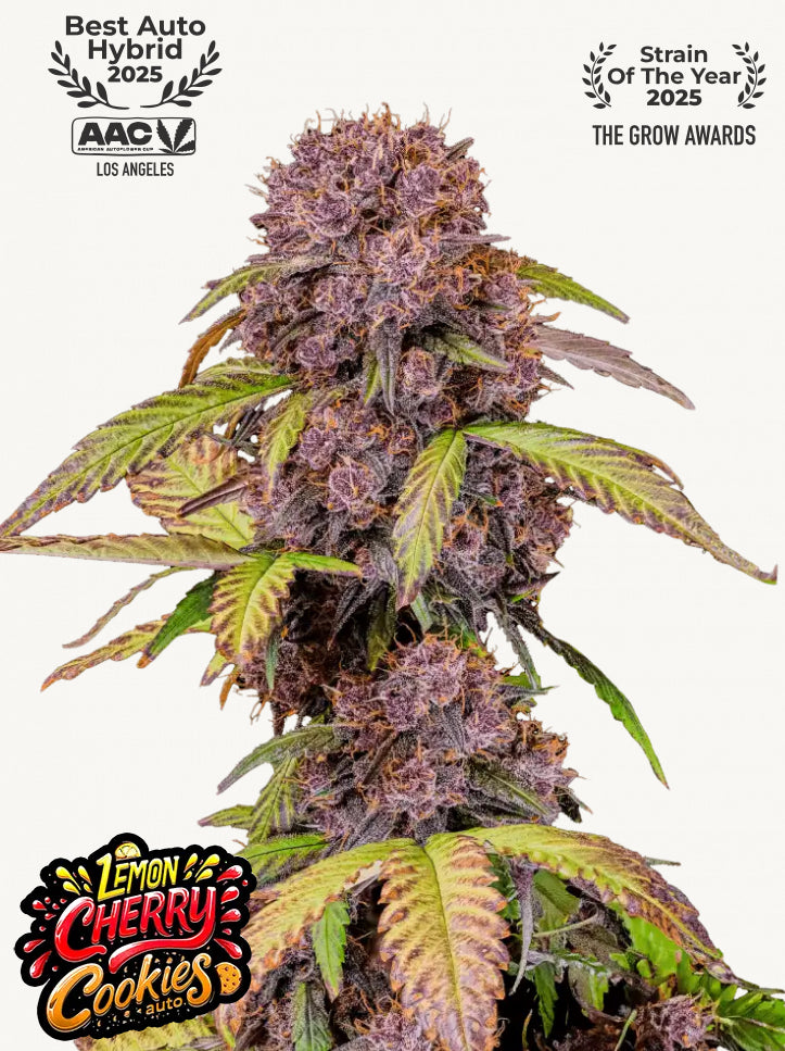 Fastbuds Cherry Cola Auto