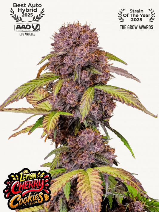 Fastbuds Cherry Cola Auto