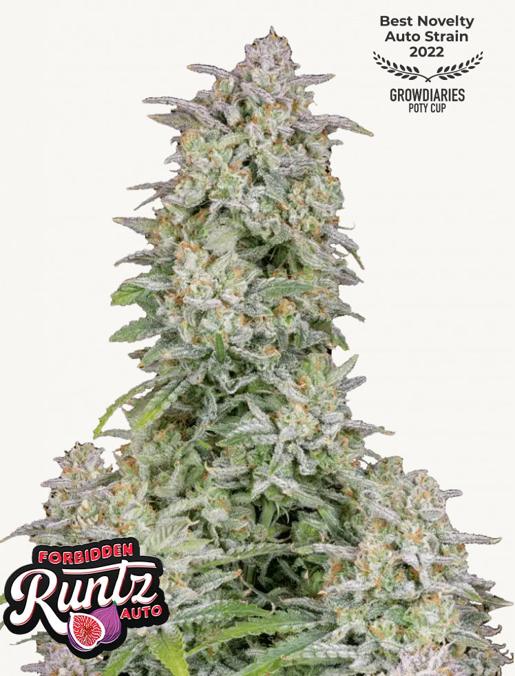 Fastbuds Forbidden Runtz Auto
