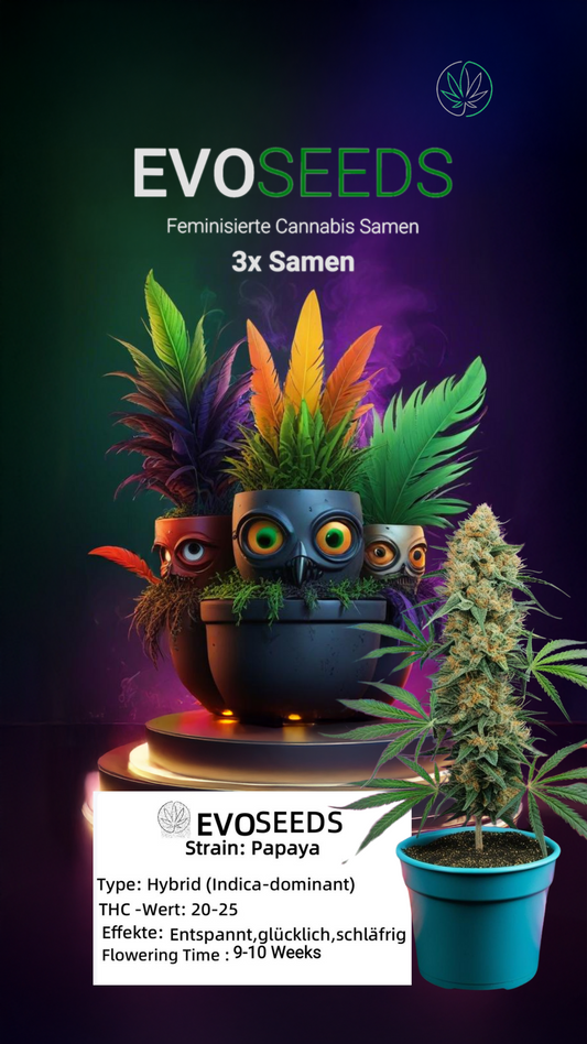 3 x Evo Seeds Papaya