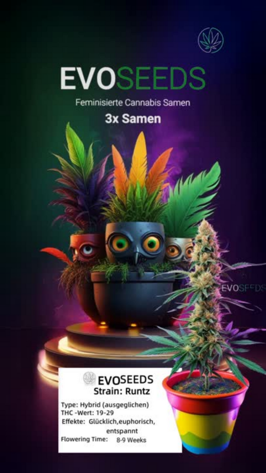 3 x Evo Seeds Runtz